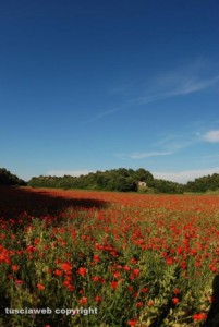 Viterbo – Castel D’Asso